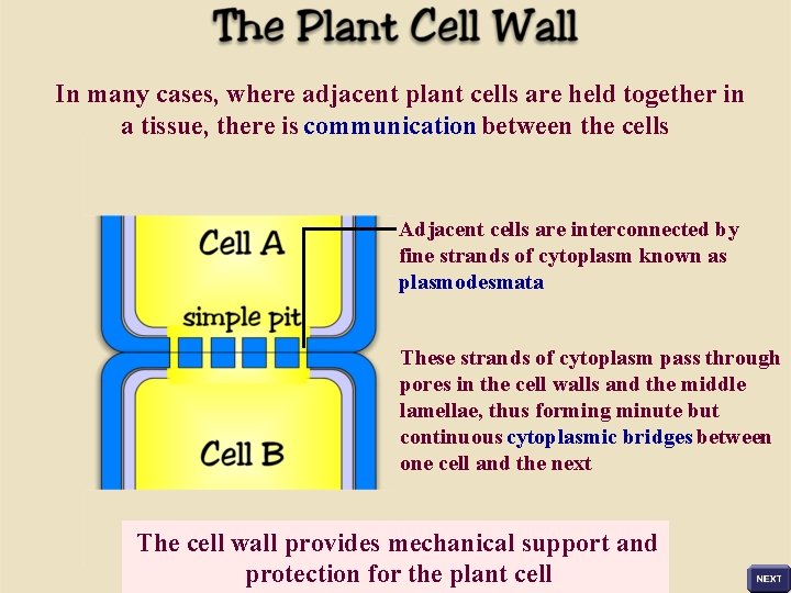 In many cases, where adjacent plant cells are held together in a tissue, there