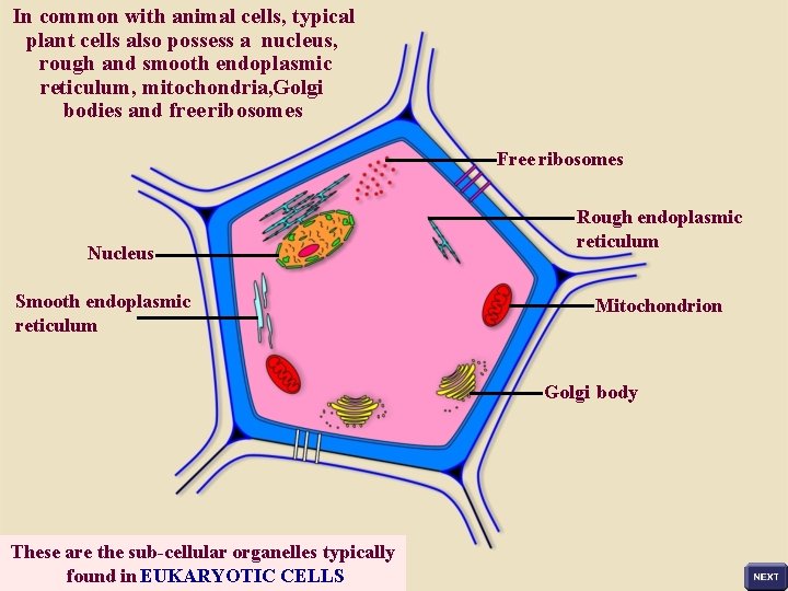 In common with animal cells, typical plant cells also possess a nucleus, rough and