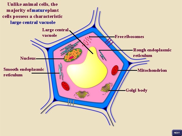 Unlike animal cells, the majority of mature plant cells possess a characteristic large central