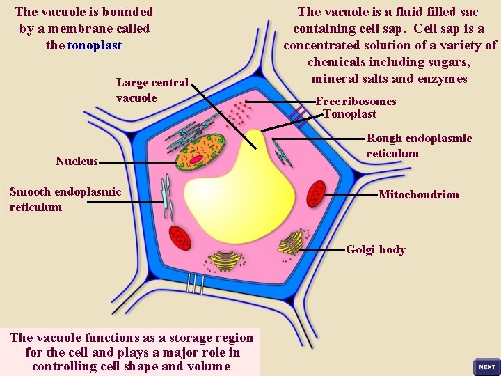 The vacuole is bounded by a membrane called the tonoplast Large central vacuole Nucleus