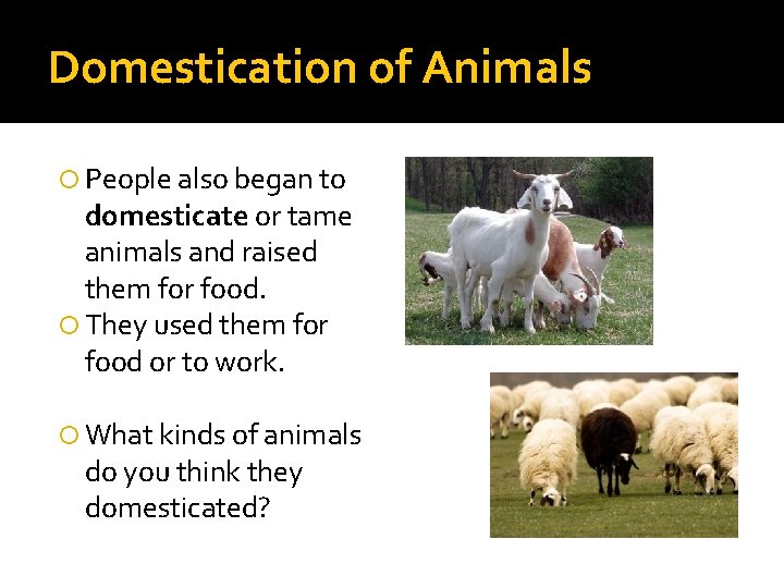 Domestication of Animals People also began to domesticate or tame animals and raised them
