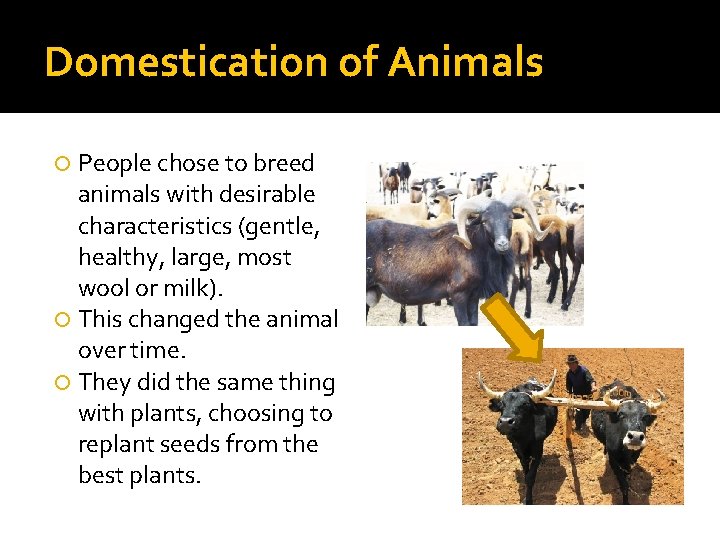 Domestication of Animals People chose to breed animals with desirable characteristics (gentle, healthy, large,