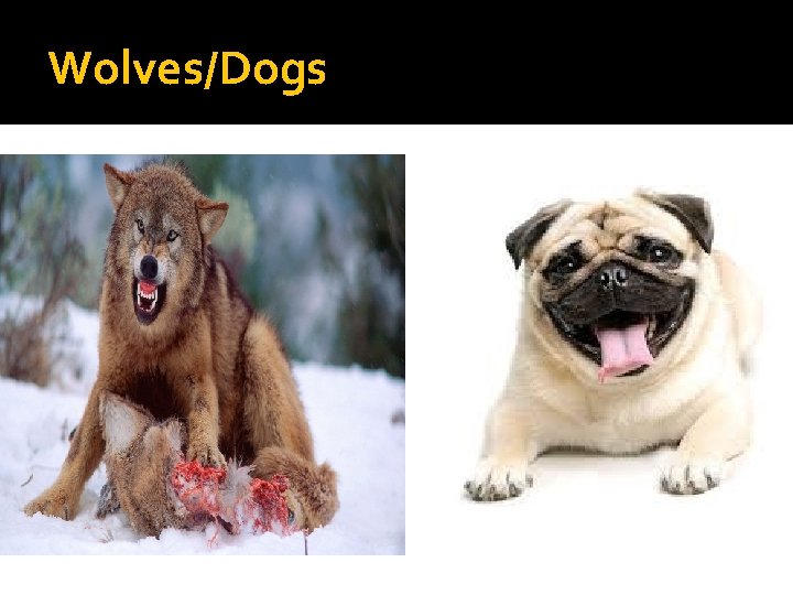 Wolves/Dogs 