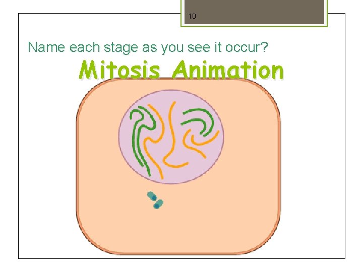 10 Name each stage as you see it occur? Mitosis Animation 