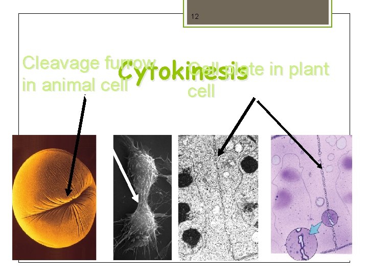 12 Cleavage furrow Cell plate in plant Cytokinesis in animal cell 