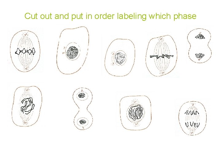 Cut out and put in order labeling which phase 