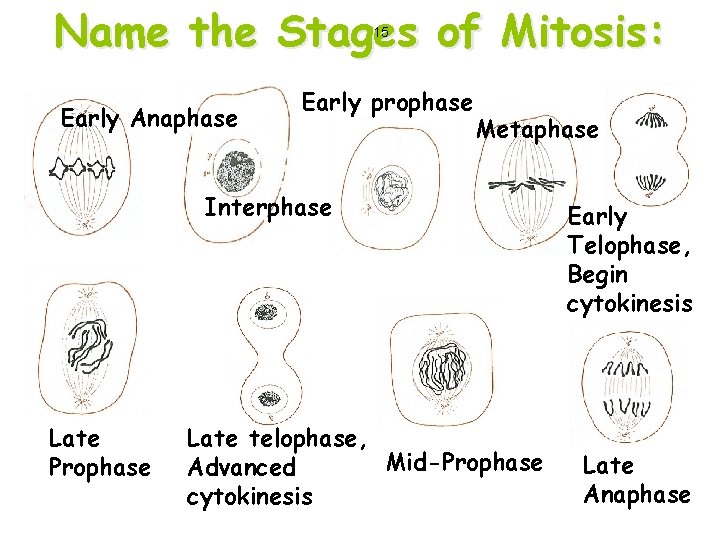Name the Stages of Mitosis: 15 Early Anaphase Early prophase Metaphase Interphase Late Prophase