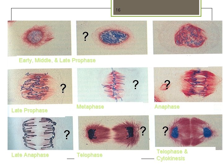 16 ? Identify the Stages Early, Middle, & Late Prophase ? ? Metaphase Late