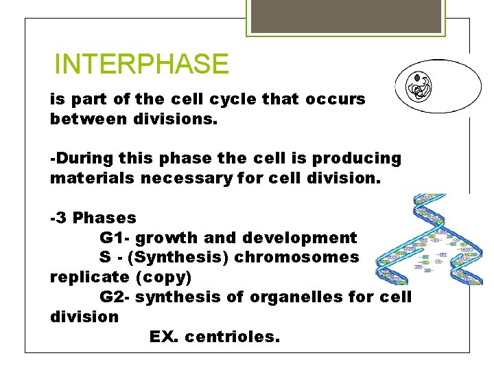 INTERPHASE is part of the cell cycle that occurs between divisions. -During this phase