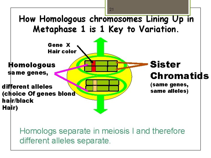 21 How Homologous chromosomes Lining Up in Metaphase 1 is 1 Key to Variation.