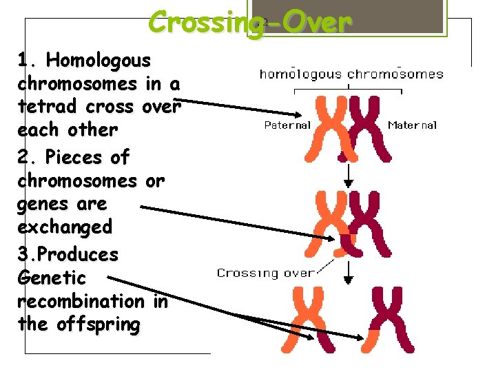 Crossing-Over 22 1. Homologous chromosomes in a tetrad cross over each other 2. Pieces