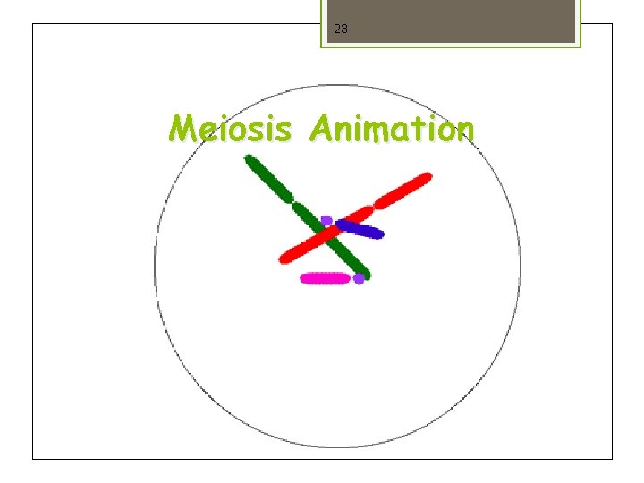 23 Meiosis Animation 