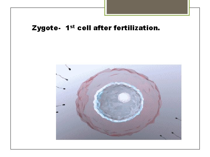Zygote- 1 st cell after fertilization. 