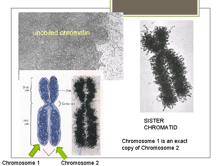 SISTER CHROMATID Chromosome 1 is an exact copy of Chromosome 2 Chromosome 1 Chromosome