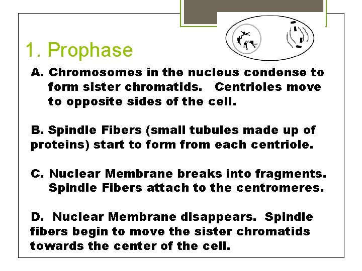 1. Prophase A. Chromosomes in the nucleus condense to form sister chromatids. Centrioles move