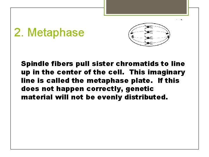 2. Metaphase Spindle fibers pull sister chromatids to line up in the center of