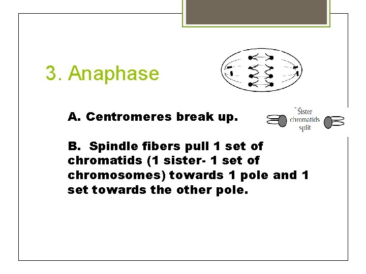 3. Anaphase A. Centromeres break up. B. Spindle fibers pull 1 set of chromatids