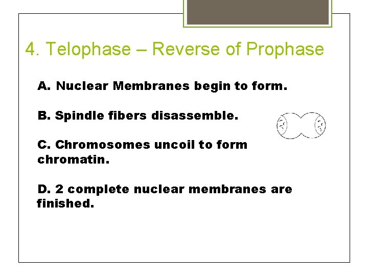 4. Telophase – Reverse of Prophase A. Nuclear Membranes begin to form. B. Spindle