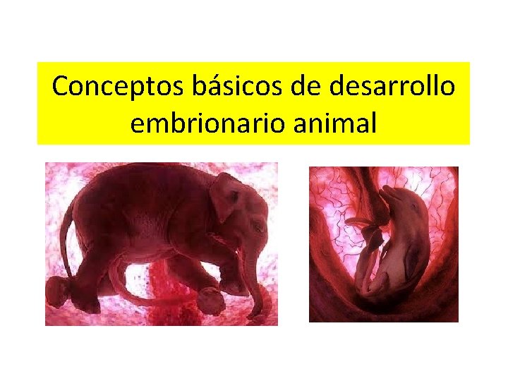 Conceptos básicos de desarrollo embrionario animal 