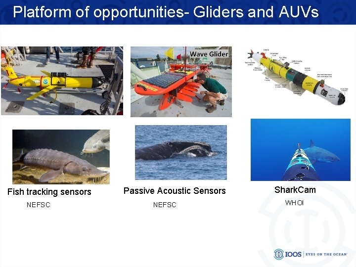 Platform of opportunities- Gliders and AUVs Fish tracking sensors NEFSC Passive Acoustic Sensors NEFSC