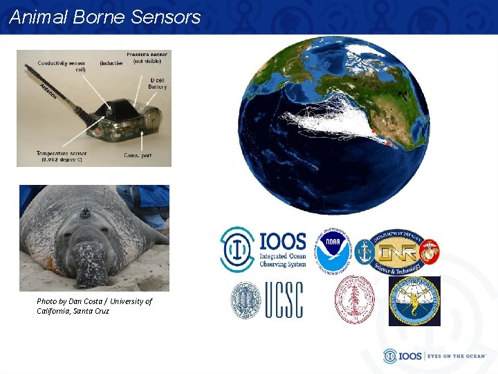 Animal Borne Sensors Photo by Dan Costa / University of California, Santa Cruz 