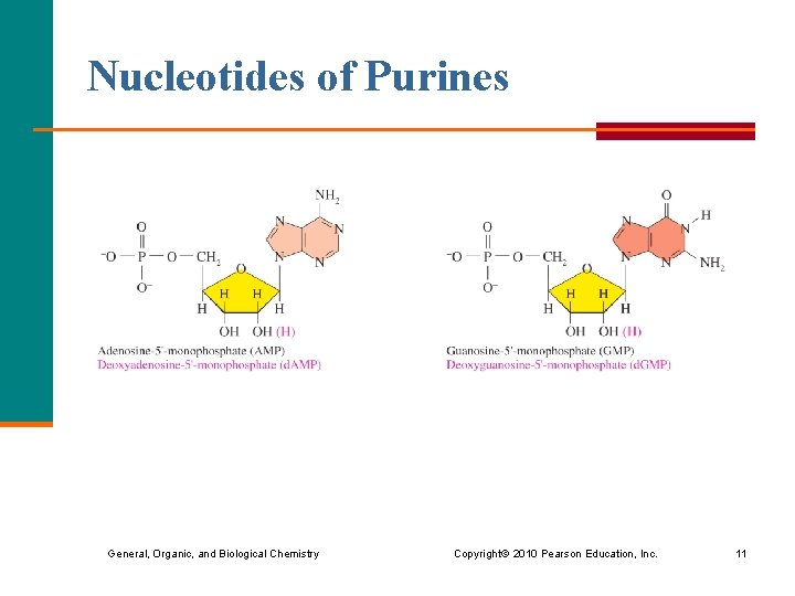 Nucleotides of Purines General, Organic, and Biological Chemistry Copyright © 2010 Pearson Education, Inc. Nucleotides of Purines General, Organic, and Biological Chemistry Copyright © 2010 Pearson Education, Inc.