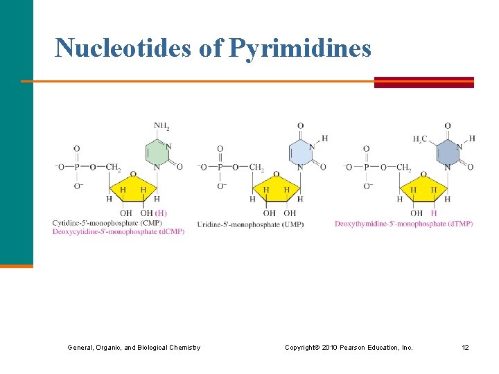 Nucleotides of Pyrimidines General, Organic, and Biological Chemistry Copyright © 2010 Pearson Education, Inc. Nucleotides of Pyrimidines General, Organic, and Biological Chemistry Copyright © 2010 Pearson Education, Inc.