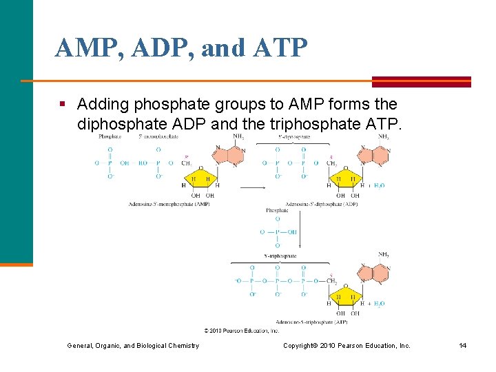 AMP, ADP, and ATP § Adding phosphate groups to AMP forms the diphosphate ADP AMP, ADP, and ATP § Adding phosphate groups to AMP forms the diphosphate ADP