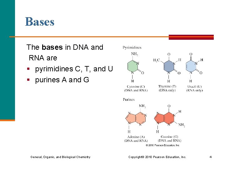 Bases The bases in DNA and RNA are § pyrimidines C, T, and U Bases The bases in DNA and RNA are § pyrimidines C, T, and U