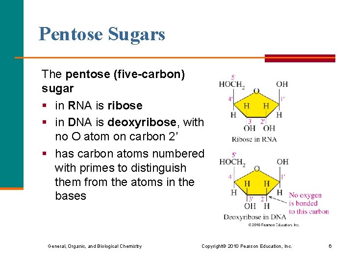 Pentose Sugars The pentose (five-carbon) sugar § in RNA is ribose § in DNA Pentose Sugars The pentose (five-carbon) sugar § in RNA is ribose § in DNA