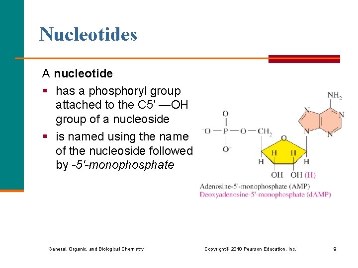 Nucleotides A nucleotide § has a phosphoryl group attached to the C 5′ —OH Nucleotides A nucleotide § has a phosphoryl group attached to the C 5′ —OH