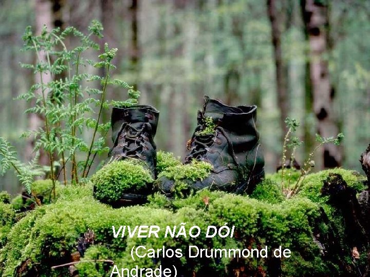 VIVER NÃO DÓI (Carlos Drummond de 
