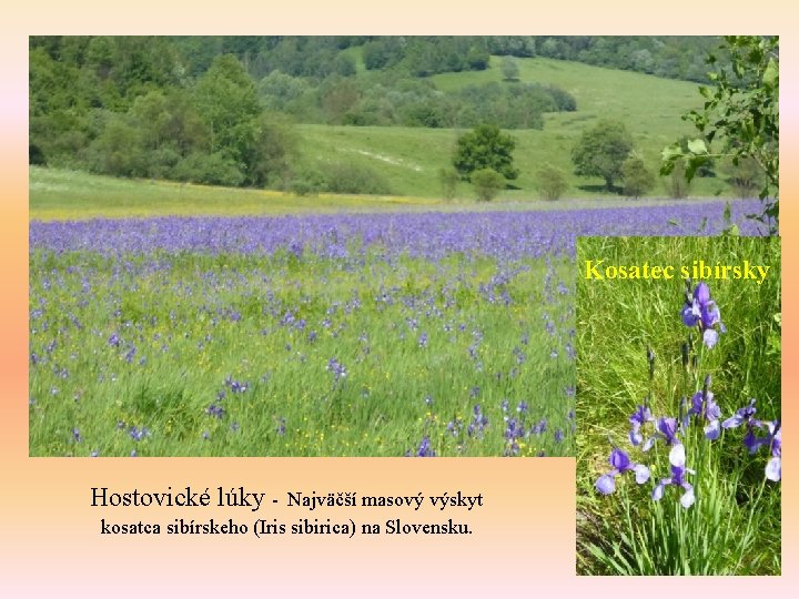 Kosatec sibírsky Hostovické lúky - Najväčší masový výskyt kosatca sibírskeho (Iris sibirica) na Slovensku.