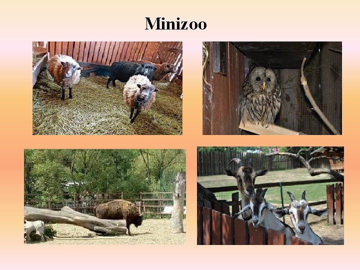 Minizoo 
