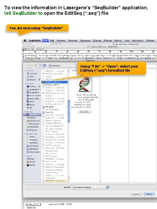 To view the information in Lasergene’s “Seq. Builder” application, tell Seq. Builder to open