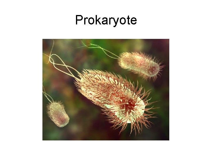 Prokaryote 