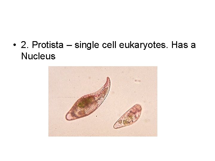  • 2. Protista – single cell eukaryotes. Has a Nucleus 