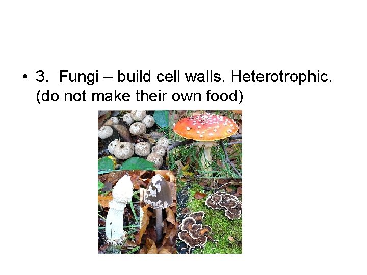  • 3. Fungi – build cell walls. Heterotrophic. (do not make their own