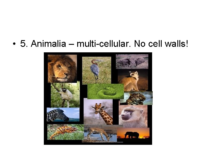  • 5. Animalia – multi-cellular. No cell walls! 
