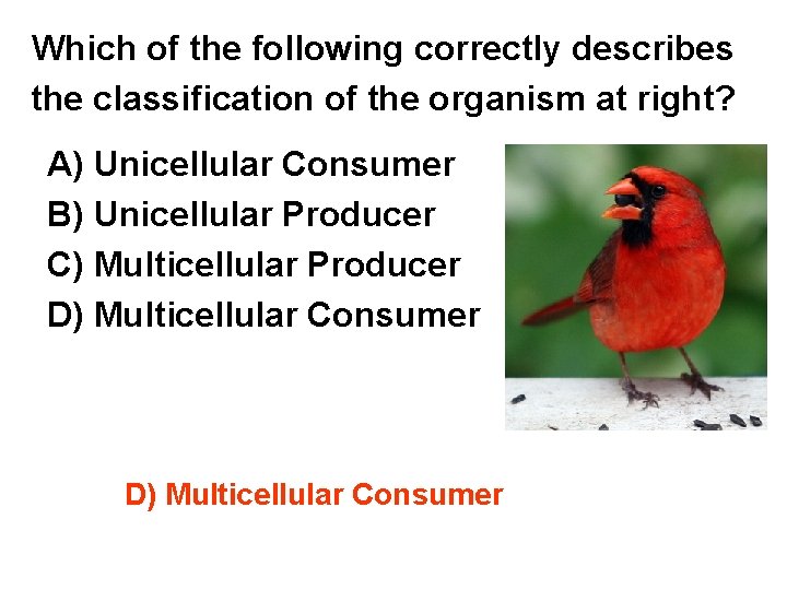 Which of the following correctly describes the classification of the organism at right? A)