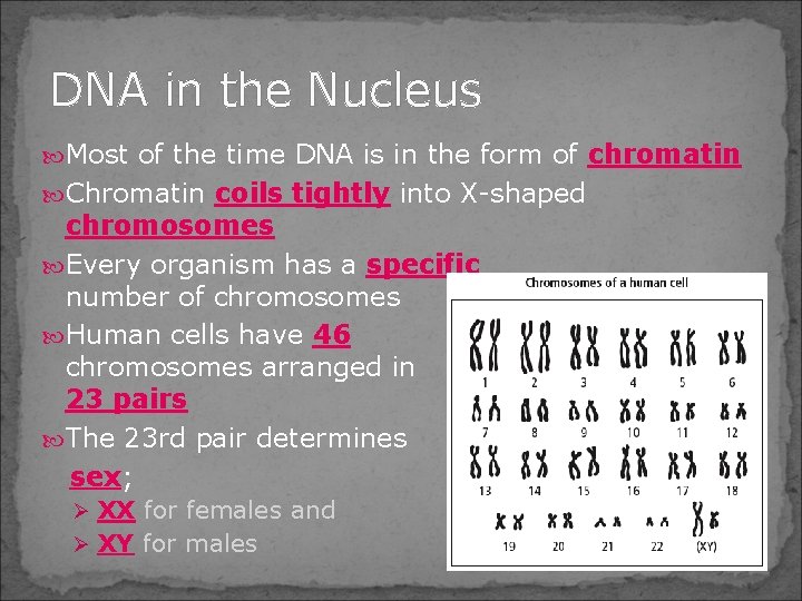 DNA in the Nucleus Most of the time DNA is in the form of