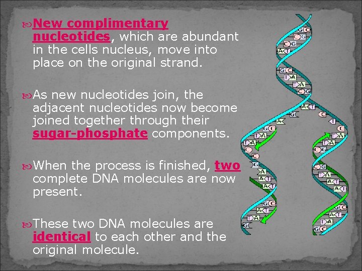  New complimentary nucleotides, which are abundant in the cells nucleus, move into place