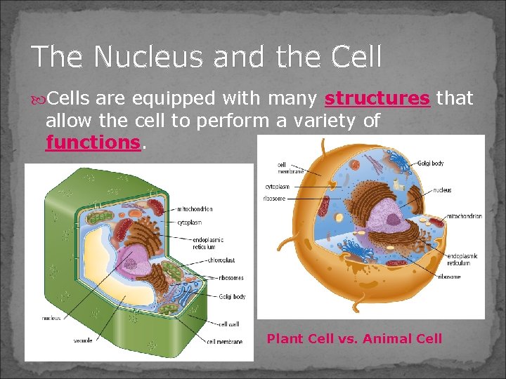 The Nucleus and the Cells are equipped with many structures that allow the cell