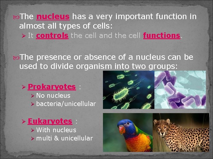  The nucleus has a very important function in almost all types of cells: