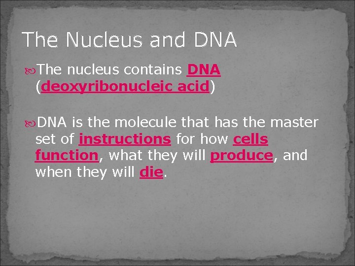 The Nucleus and DNA The nucleus contains DNA (deoxyribonucleic acid) DNA is the molecule