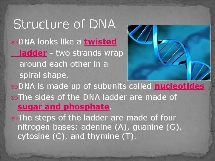 Structure of DNA looks like a twisted ladder - two strands wrap around each