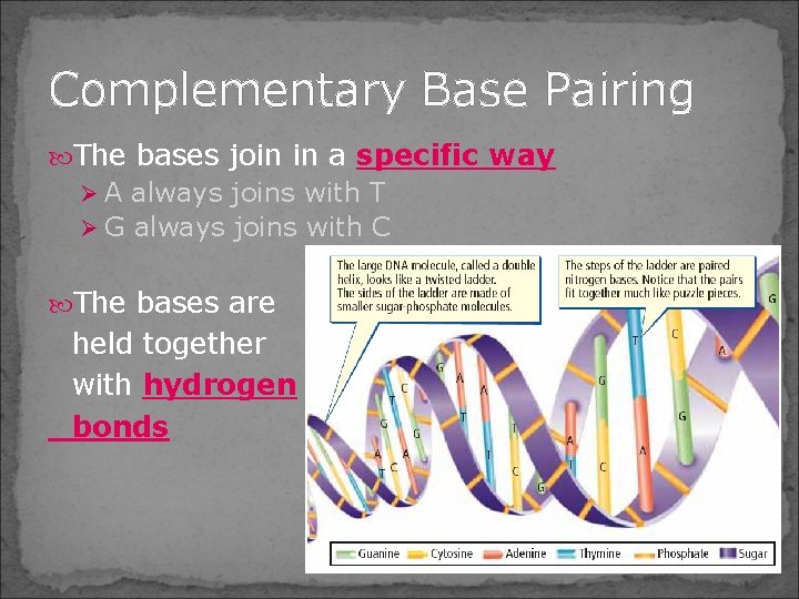 Complementary Base Pairing The bases join in a specific way Ø A always joins