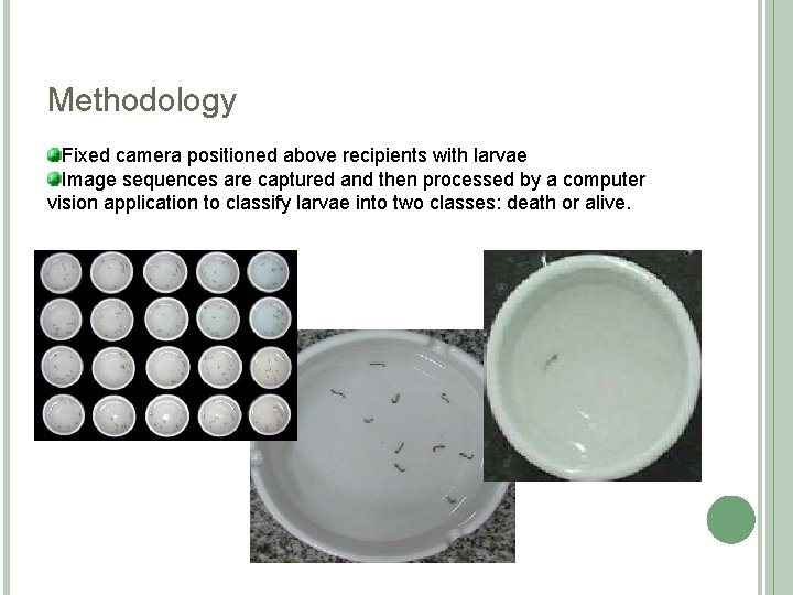 Methodology Fixed camera positioned above recipients with larvae Image sequences are captured and then Methodology Fixed camera positioned above recipients with larvae Image sequences are captured and then