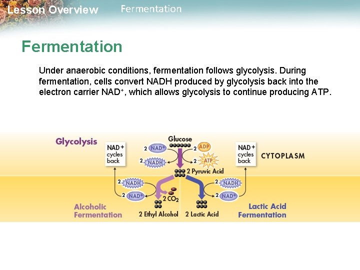 Lesson Overview Fermentation Under anaerobic conditions, fermentation follows glycolysis. During fermentation, cells convert NADH