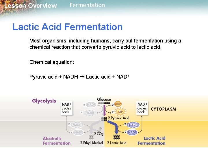 Lesson Overview Fermentation Lactic Acid Fermentation Most organisms, including humans, carry out fermentation using
